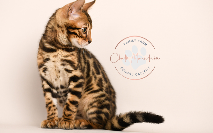 Bengal kitten for sale